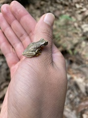 Exerodonta smaragdina