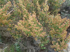 Erica arenaria