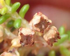 Erica arenaria