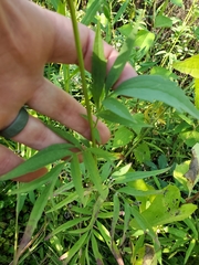 Ratibida pinnata