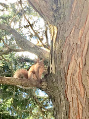 Sciurus carolinensis