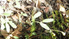 Hermannia althaeifolia