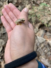 Exerodonta smaragdina