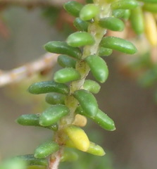 Erica arenaria