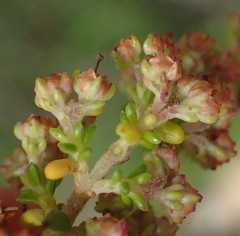 Erica arenaria