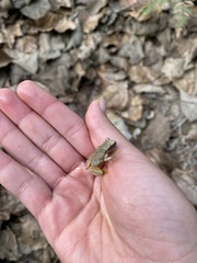 Exerodonta smaragdina