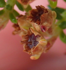 Erica arenaria