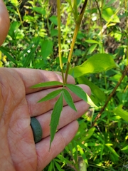 Ratibida pinnata