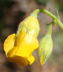 Hermannia althaeifolia