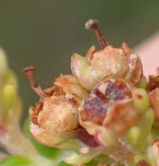 Erica arenaria