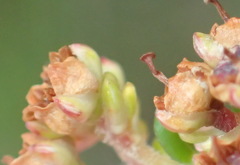 Erica arenaria