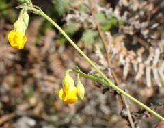 Hermannia althaeifolia