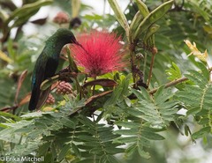 Eulampis holosericeus