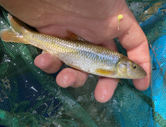 Nocomis platyrhynchus