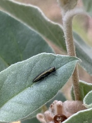 Agrilus lacustris