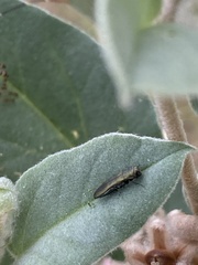 Agrilus lacustris