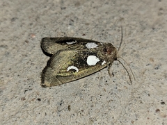 Plagiomimicus olvello