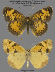 Phyciodes tharos orantain
