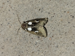 Plagiomimicus olvello