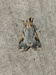 Loxostege albiceralis