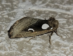 Plagiomimicus olvello