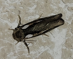 Plagiomimicus olvello
