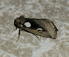 Plagiomimicus olvello