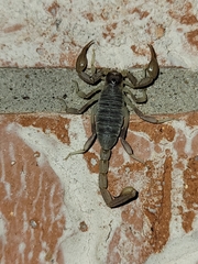 Paruroctonus gracilior