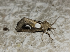 Plagiomimicus olvello