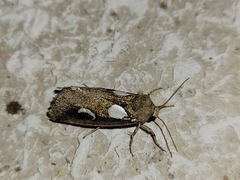 Plagiomimicus olvello