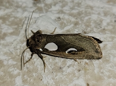 Plagiomimicus olvello