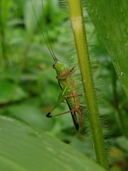 Conocephalus melaenus