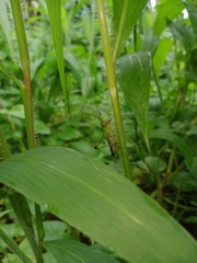 Conocephalus melaenus