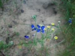 Heliophila digitata