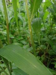 Conocephalus melaenus