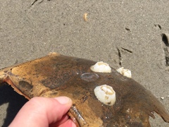 Chelonibia testudinaria