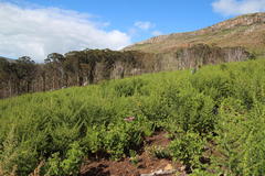 Aspalathus astroites