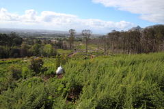 Aspalathus astroites