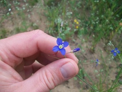 Heliophila digitata