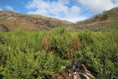 Aspalathus astroites