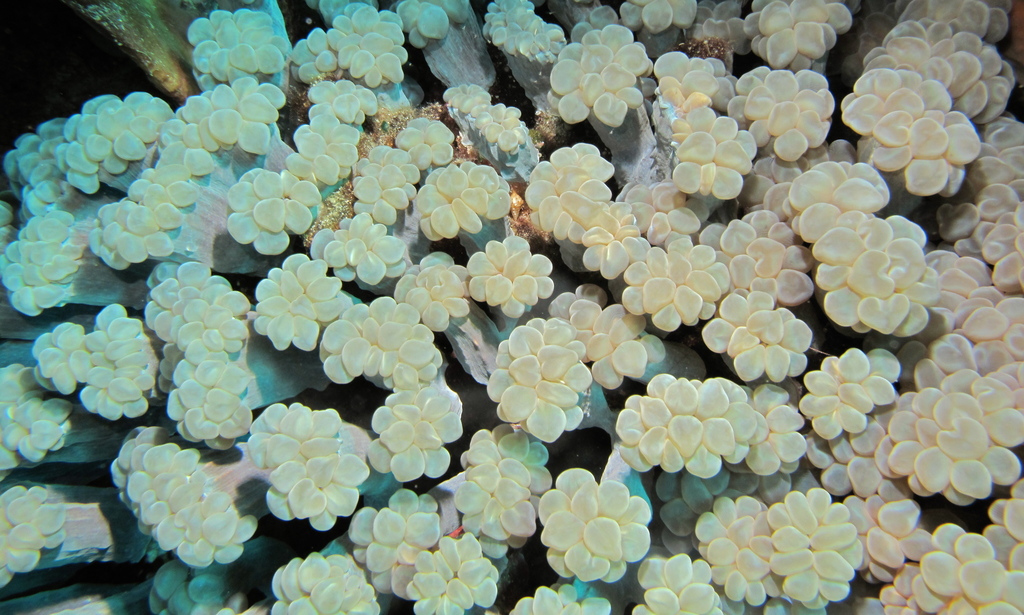 rounded bubblegum coral