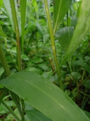 Conocephalus melaenus