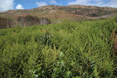 Aspalathus astroites