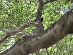 Urocissa erythroryncha