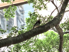 Urocissa erythroryncha