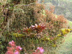 Tillandsia biflora