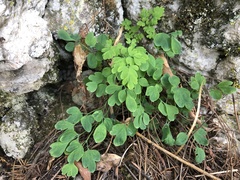 Isopyrum thalictroides