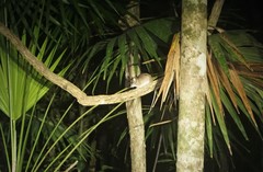 Ototylomys phyllotis