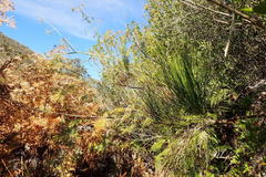 Anginon difforme