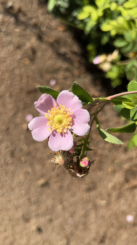iNaturalist observation photo of California Wild Rose